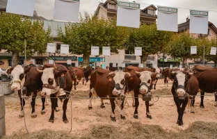 Retour sur la Foire Froide 2022