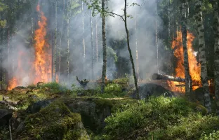 Arrêté préfectoral - Prévention des incendies de forêt 