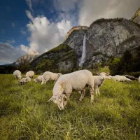Quel cadre magnifique pour nos amis les moutons 😍🐑

📷 @beata_smirnova_ 

#sallanches #sallanchestourisme #savoiemontblanc #montblanc #destinationmontblanc #montagne #hautesavoie #hautesavoietourisme #sallanchesmontblanc #cascadedarpenaz